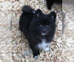 Small Photo #5 Huskimo Puppy For Sale in SEBRING, FL, USA