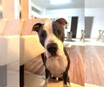Small #2 Mutt
