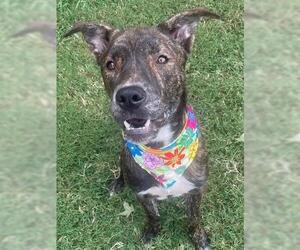 American Pit Bull Terrier-Unknown Mix Dogs for adoption in Tulsa, OK, USA