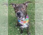Small American Pit Bull Terrier Mix