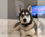 Small #6 Siberian Husky