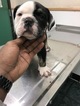 Small Photo #1 Olde English Bulldogge Puppy For Sale in SAN LORENZO, CA, USA