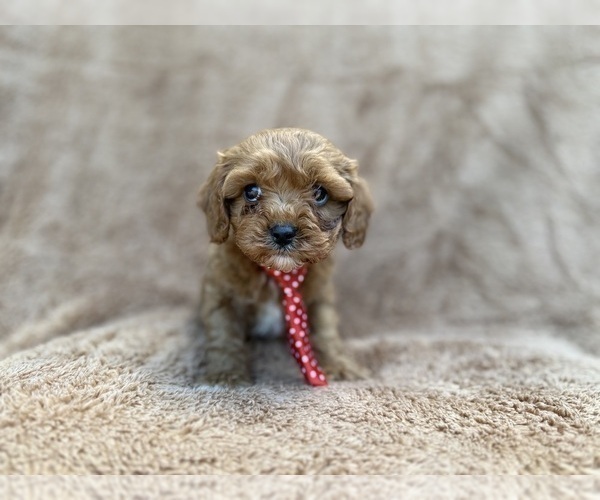Medium Photo #6 Cavapoo (Miniature) Puppy For Sale in LAKELAND, FL, USA