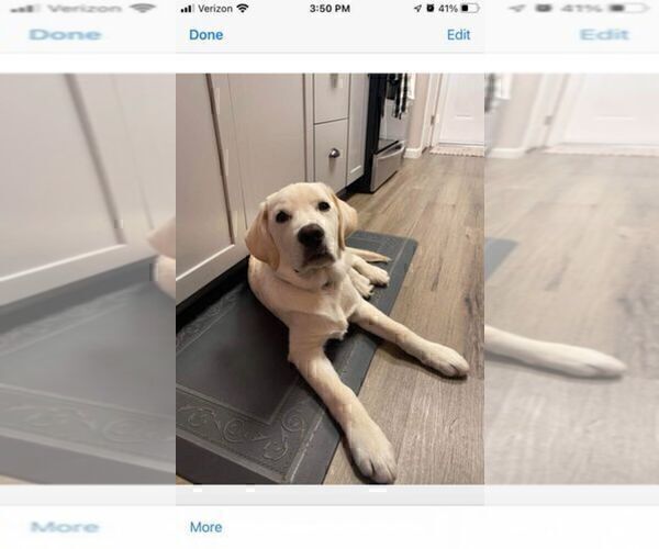 Medium Photo #6 English Cream Golden Retriever-Labrador Retriever Mix Puppy For Sale in FORT COLLINS, CO, USA