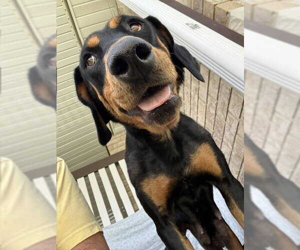 Medium Photo #5 Doberman Pinscher Puppy For Sale in MIDWAY, UT, USA