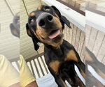 Small #4 Doberman Pinscher
