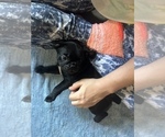 Small Photo #25 Frenchie Pug Puppy For Sale in BLOOMINGTON, IL, USA