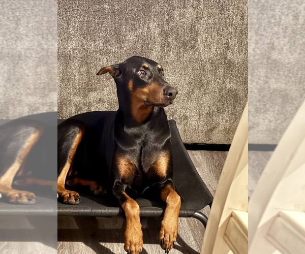 Medium Photo #1 Doberman Pinscher Puppy For Sale in FLINT, TX, USA