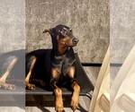 Small Photo #1 Doberman Pinscher Puppy For Sale in FLINT, TX, USA