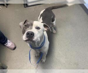 American Pit Bull Terrier Dogs for adoption in Bakersfield, CA, USA