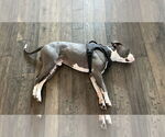 Small #2 American Pit Bull Terrier Mix