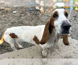 Basset Hound Dogs for adoption in Deepwater, NJ, USA