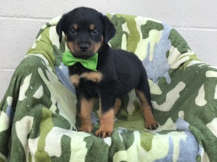 Rottweiler Puppy for sale in EPHRATA, PA, USA