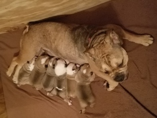 Mother of the Olde English Bulldogge puppies born on 06/03/2017