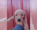 Small Photo #4 Poodle (Standard) Puppy For Sale in BRADFORDSVILLE, KY, USA