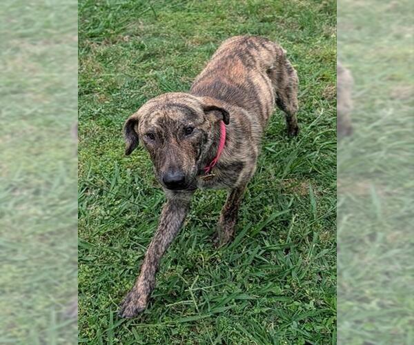Medium Photo #1 Plott Hound-Unknown Mix Puppy For Sale in Plano, TX, USA