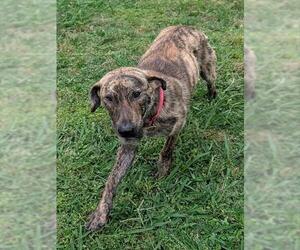 Plott Hound-Unknown Mix Dogs for adoption in Plano, TX, USA