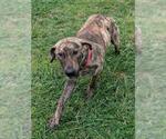 Small Plott Hound Mix