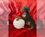 Small #3 Doberman Pinscher