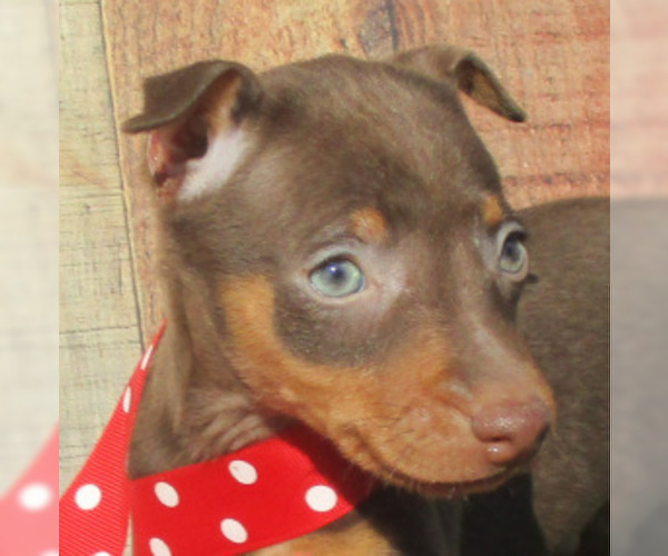 Medium Photo #3 Miniature Pinscher Puppy For Sale in CLAREMORE, OK, USA