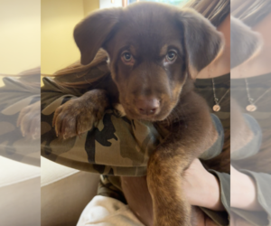 Teddy - Male Labrador Retriever-Unknown Mix Dog for Adoption - Photo #3