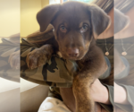 Small Photo #3 Labrador Retriever-Unknown Mix Puppy For Sale in Bellevue, WA, USA