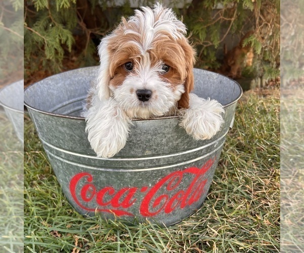 Medium Photo #3 Cavapoo Puppy For Sale in MIDDLEBURY, IN, USA