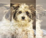 Small #3 Shih Tzu Mix