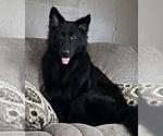 Small Photo #1 German Shepherd Dog Puppy For Sale in VOLANT, PA, USA