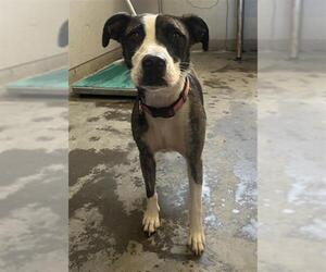 American Pit Bull Terrier-Unknown Mix Dogs for adoption in Camarillo, CA, USA