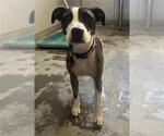 Small American Pit Bull Terrier Mix