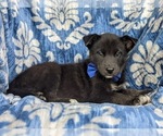 Small Photo #5 Labrador Retriever-Siberian Husky Mix Puppy For Sale in LINCOLN UNIV, PA, USA