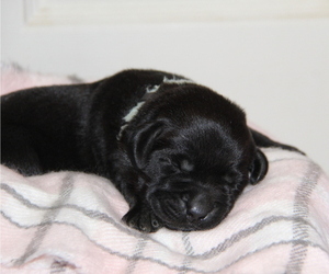 Medium Labrador Retriever