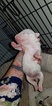 Small Photo #20 Bull Terrier Puppy For Sale in JACKSON, MI, USA