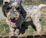 Small Bernedoodle
