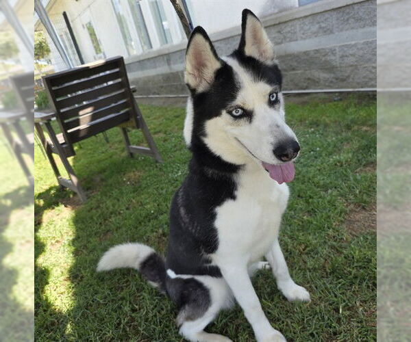 Medium Photo #1 Siberian Husky Puppy For Sale in Long Beach, CA, USA