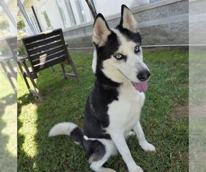 Siberian Husky Dogs for adoption in Long Beach, CA, USA