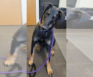 Doberman Pinscher-Unknown Mix Dogs for adoption in Salt Lake City, UT, USA