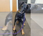 Small Doberman Pinscher Mix