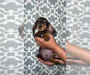 Dachshund Puppy for sale in LAKEWOOD, CA, USA