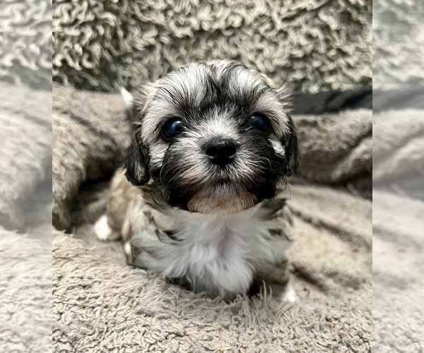 Medium Photo #1 Zuchon Puppy For Sale in RENO, NV, USA