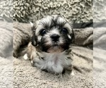 Puppy Dewey Zuchon