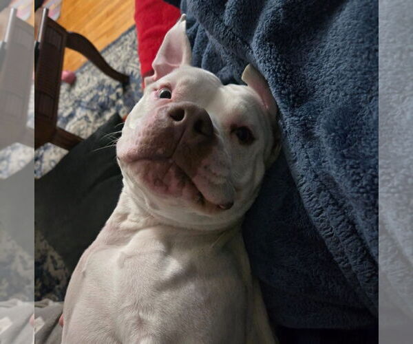 Medium Photo #5 American Pit Bull Terrier-Unknown Mix Puppy For Sale in Crystal, MN, USA