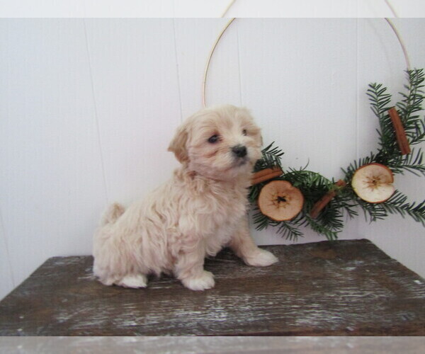 Medium Photo #2 Maltipoo (Miniature) Puppy For Sale in SUGARCREEK, OH, USA