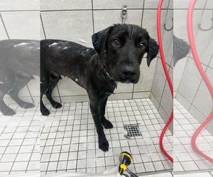 Boomer - Male Labrador Retriever-Unknown Mix Dog for Adoption - Photo #5