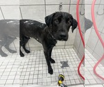 Small Photo #5 Labrador Retriever-Unknown Mix Puppy For Sale in San Diego, CA, USA