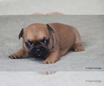 Small Photo #7 French Bulldog Puppy For Sale in WINNSBORO, TX, USA