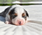 Small #6 Miniature Australian Shepherd