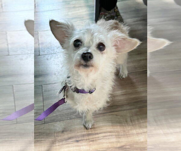 Medium Photo #2 Doxiepoo (Miniature) Puppy For Sale in Pittsburg, CA, USA