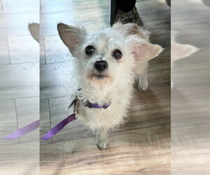 *Peridot GREEN - Female Doxiepoo (Miniature) Dog for Adoption - Photo #2